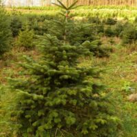 Jedle kavkazská (Abies nordmanniana)