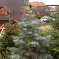 Jedle ojíněná (Abies concolor)